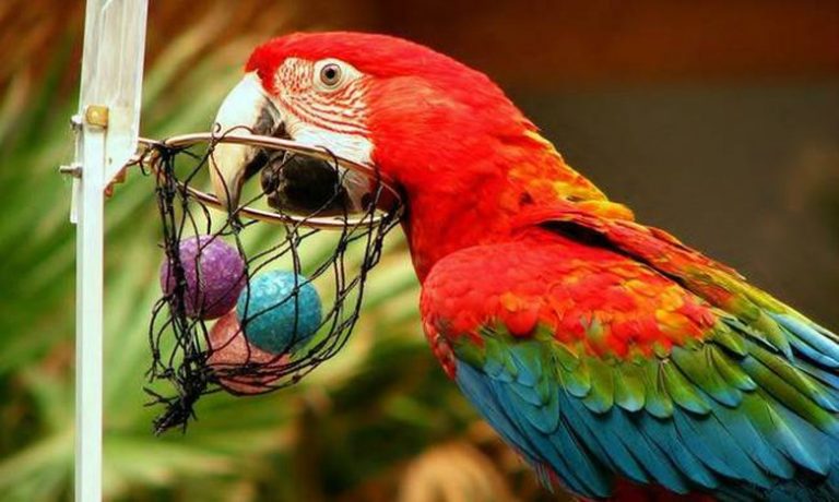 Η φάρμα των ζώων